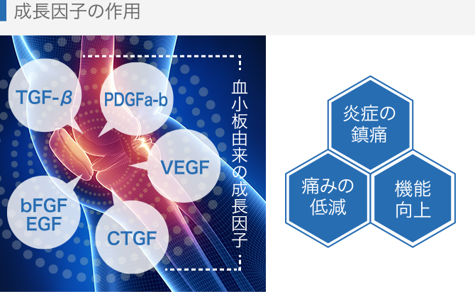 成長因子の作用