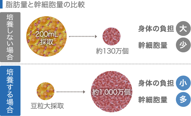 脂肪量と幹細胞量の比較